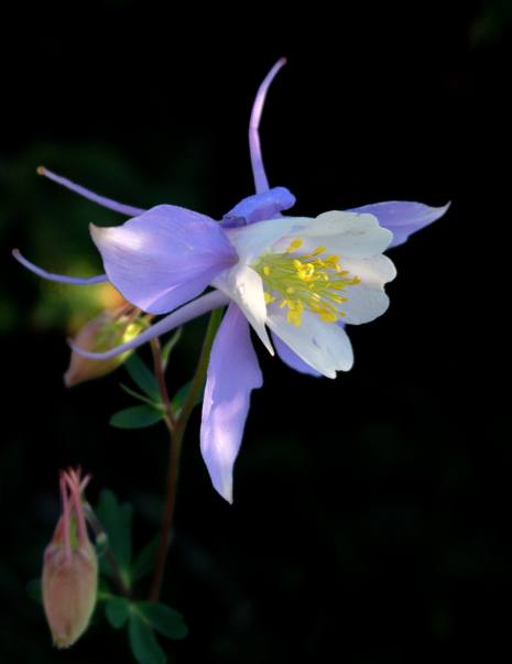 Close up of orchid with black background